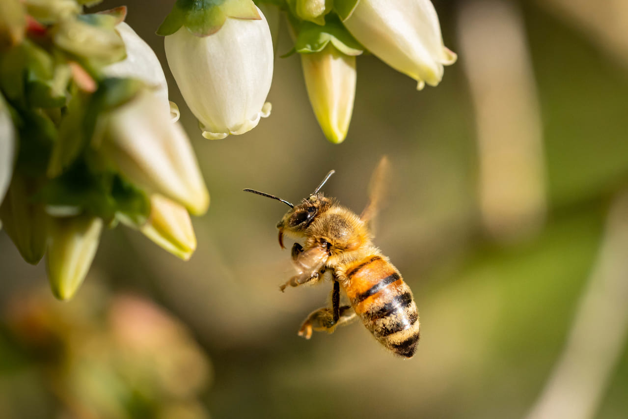 ¿Qué significa soñar con abejas?