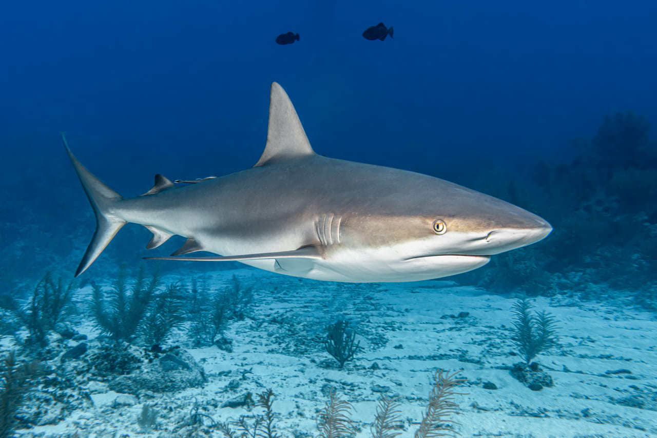 ¿Qué significa soñar con tiburones?